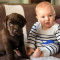 Black/Chocolate Labrador for sale