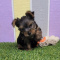 Cute and cuddly Yorkie Puppies For sale.