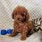 Adorable goldendoodle pups