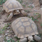 Arizona Pets