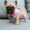 Potty Trained French Bull Dog Puppies For Sale