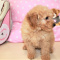 WE HAVE ADORABLE POODLE TOY PUPPIES