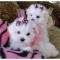 Teacup Maltese Puppies