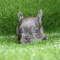 AKC quality French Bulldog text and whatsapp +19784404458