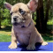 Akc Registered French Bulldog Ready