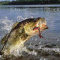 Catch One!
