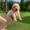 Here comes our beautiful Golden retriever puppies