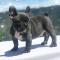 French Bulldog Puppies