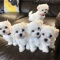 Adorable Outstanding Maltese Puppies