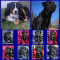Labernese Puppies