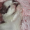 Paris Imperial Female AKC ShihTzu