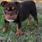 GOING FAST ENGLISH BULLDOG