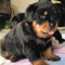 Adorable Rottweiler pups