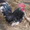 Tortoise / Young Tiny Seramas Roosters