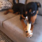 Puppy for sale