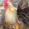 Tiny Serama Roosters/ Adult Male Tortoise