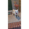 American Eskimo-Rosie-Female