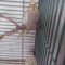 Cockatiel Hen and Japanese Quail Hen for Sale