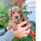 Designer GoldenDoodle Pups