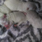 Ckc Maltese puppies