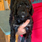 4 beautiful F1B Goldendoodle Puppies available