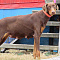 DOBERMAN PINSCHER ADULT RED/RUST FEMALE FOR SALE!