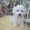 Male and female home raise Bichon Frise puppies