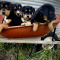 Appenzeller Cross Puppies