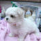 maltese Puppies 4 u