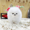 Adorable Pedigree Teacup Pomeranian Puppies