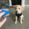 Gorgeous Labrador Pups for Adoption