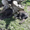 Cane corso cross pups
