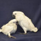 Umbrella Cockatoo