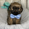 Shih tzu / yorkie puppies