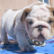 12 Weeks old English Bulldog Puppies