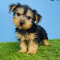 Beautiful Male and Female Yorkie Puppies