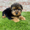Yorkie puppies for sale