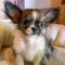 Amusing Chihuahua puppies for sale