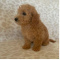 Mini Goldendoodle pups ready for their new homes