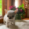 Excellent Home raised chihuahua Puppies