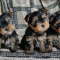 Cute 12 Weeks Old Yorkie Text / call :(330) 910 0534