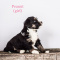 Mini/medium Bernedoodle puppies