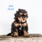 Mini Bernedoodle puppies