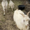 Myotonic Fainting Goats forsale