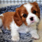Cavalier King Charles Spaniel Puppies Available Now