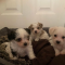 Shitzu/Yorkie puppies available for rehoming