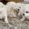 Pure breed malttese puppies for rehoming
