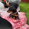 Cute Miniature Pinscher puppies