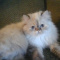 Persian Kittens