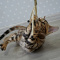 Rehoming BEAUTIFUL purebred Bengal KITTENS